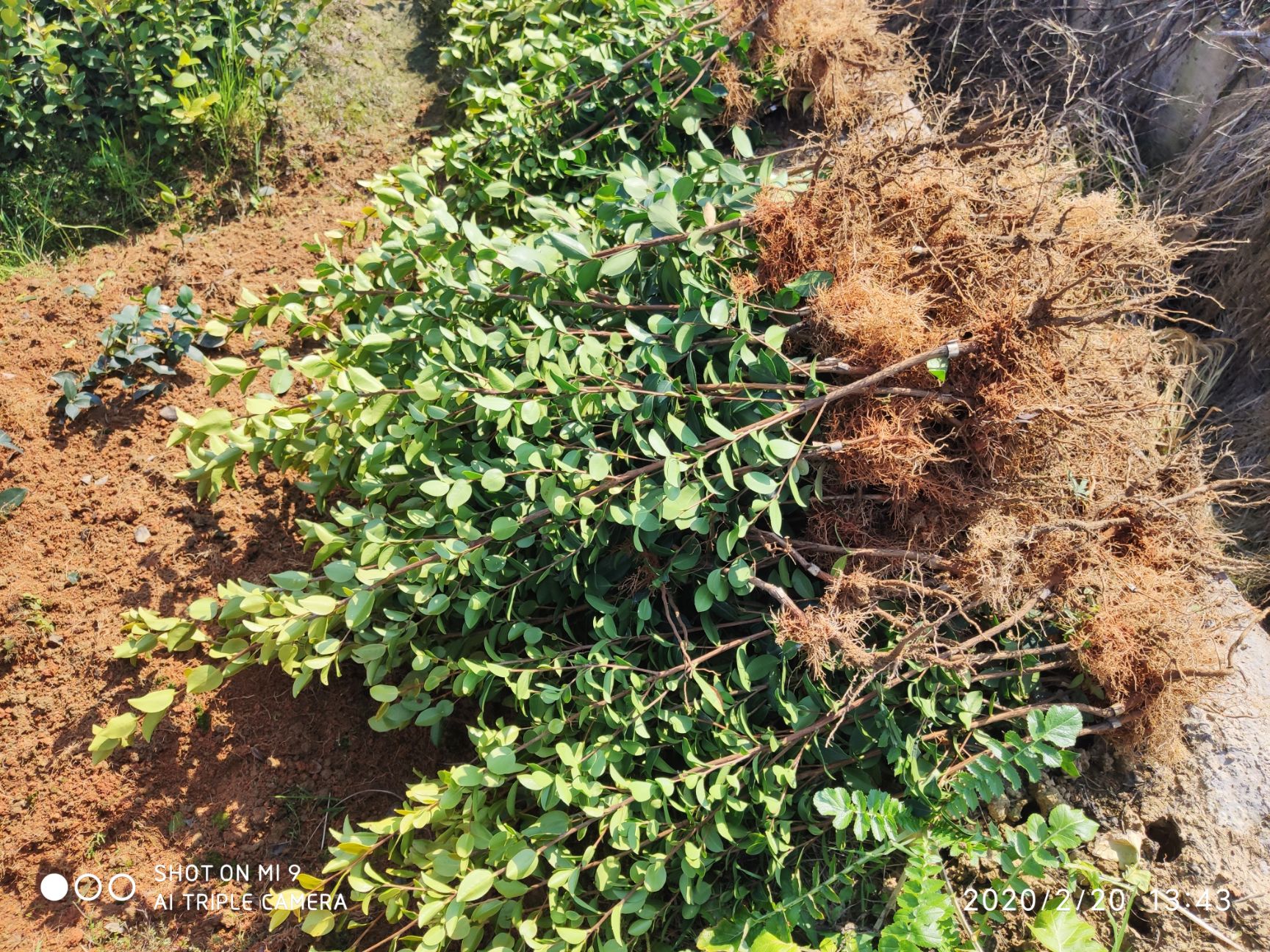 油茶树苗油茶嫁接苗长林系列高产嫁接苗基地发品质保证【包邮】