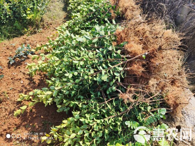 油茶树苗油茶嫁接苗长林系列高产嫁接苗基地发品质保证【包邮】