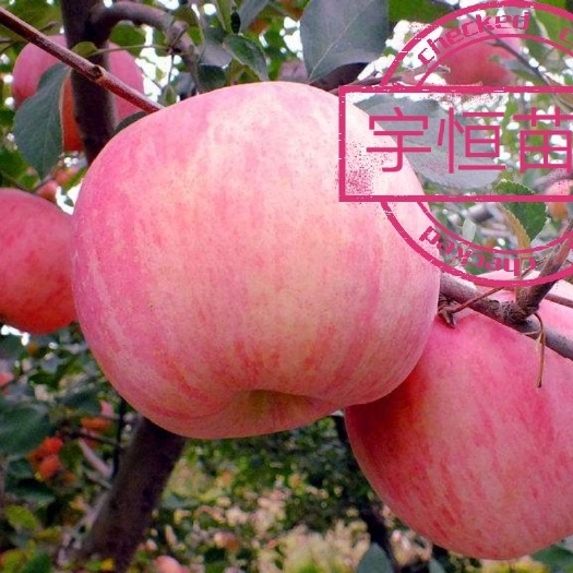 平邑县 各品种苹果树苗，基地现挖现卖，保纯度保成活率。
