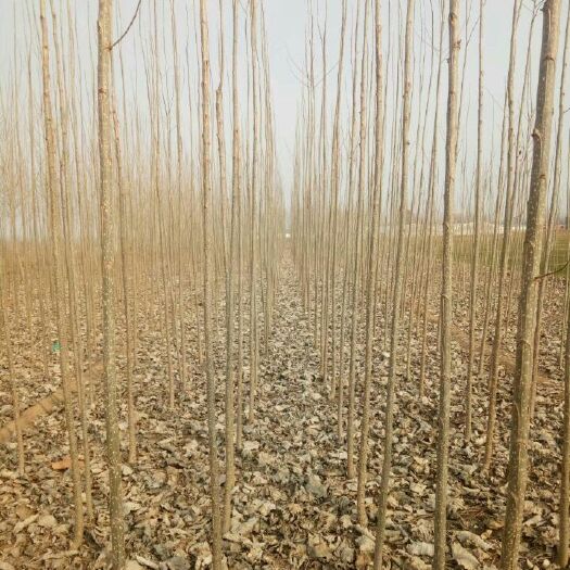 阳谷县大量出售杨树苗梧桐树苗