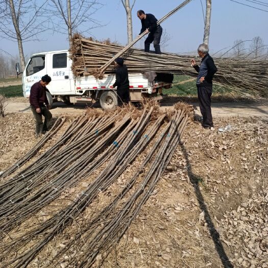 鄄城县107速生杨 鲁林9号无絮杨  速生杨