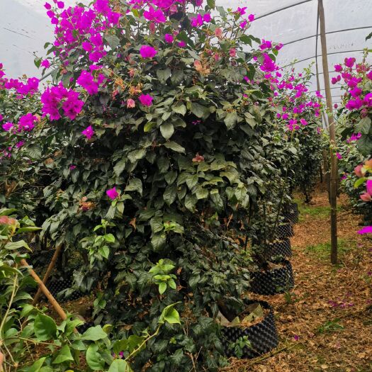 成都紫花三角梅  高度2米