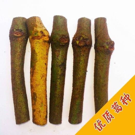 藤县 葛根种苗 未发芽茎节 精选无渣粉葛种 100株起邮