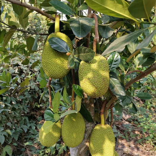 白沙县 泰国8号菠萝蜜苗