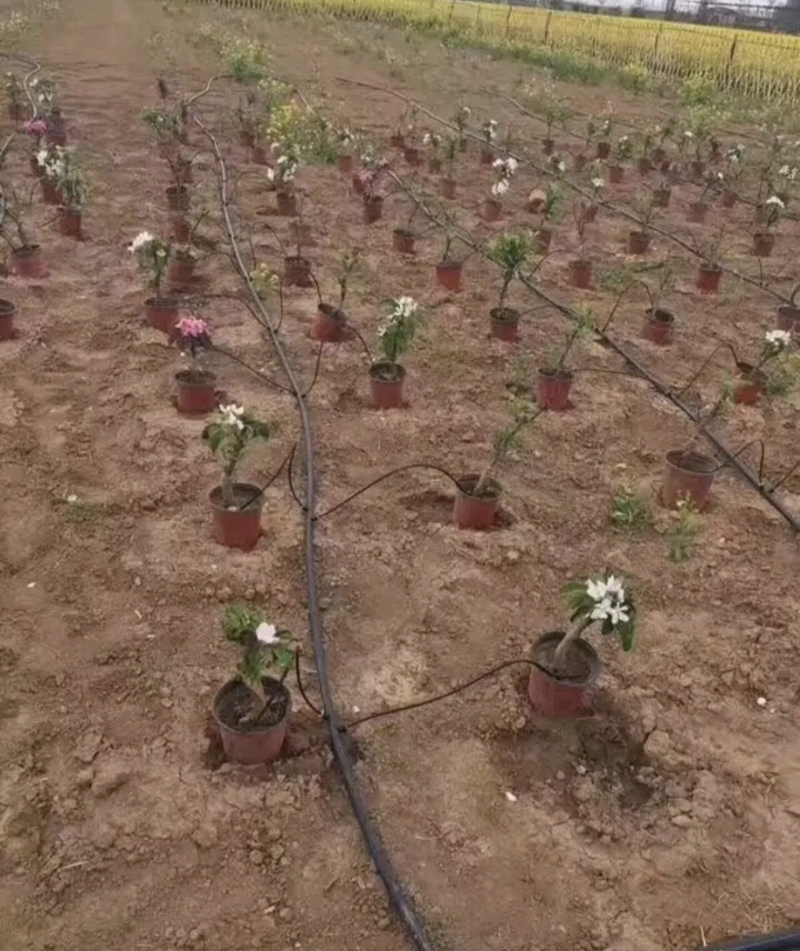  滴箭一出二，一出四套装，课余压力补偿低头连接是每个滴灌点出