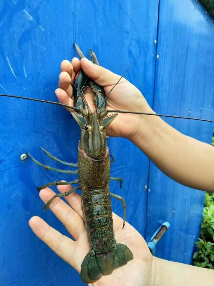  澳洲龙虾苗
