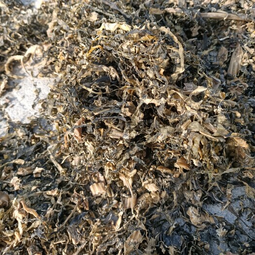 瑞安市 温州芥菜干
