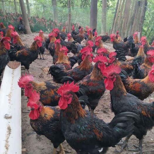 重庆市 天露黑鸡苗（天露黑五）