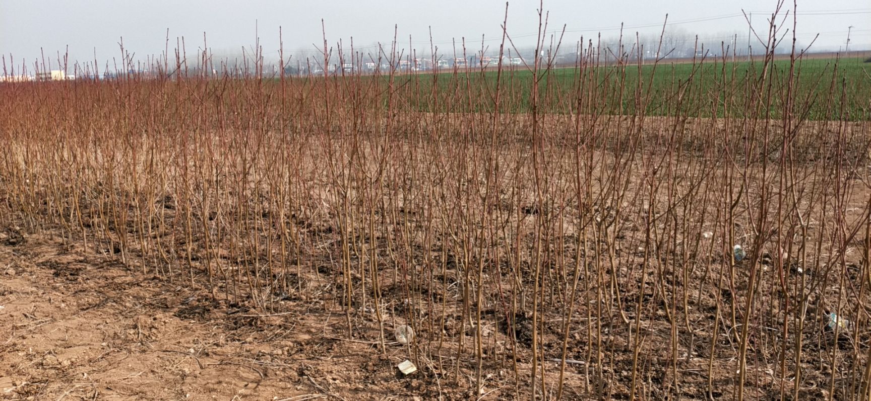 黄金蜜桃树苗  一年生 突围 桃树苗  黄金蜜  水蜜桃