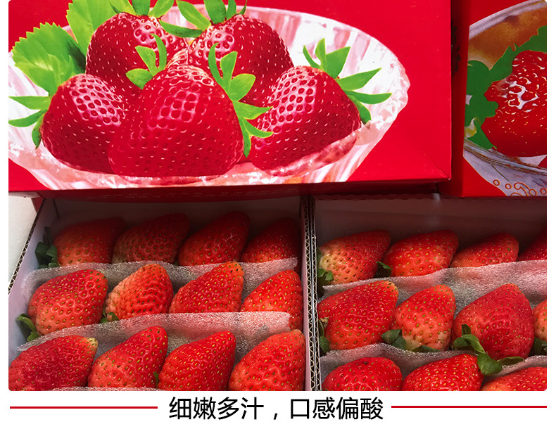  草莓  四季草莓 产地直发 现摘现发 保证新鲜