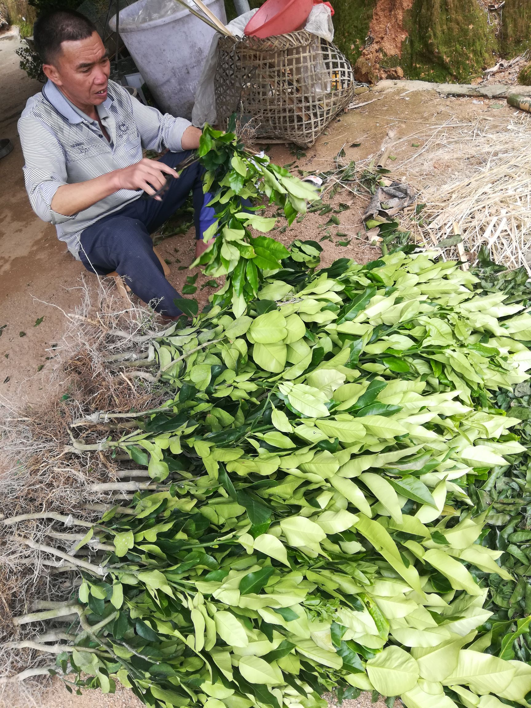 三红蜜柚苗  嫁接苗，苗子粗壮漂亮