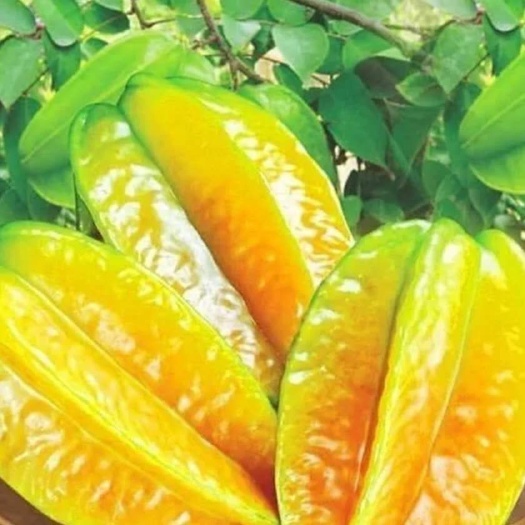 灵山县甜杨桃树  蜜丝杨桃苗 马来西亚甜杨桃苗庭院种植嫁接苗