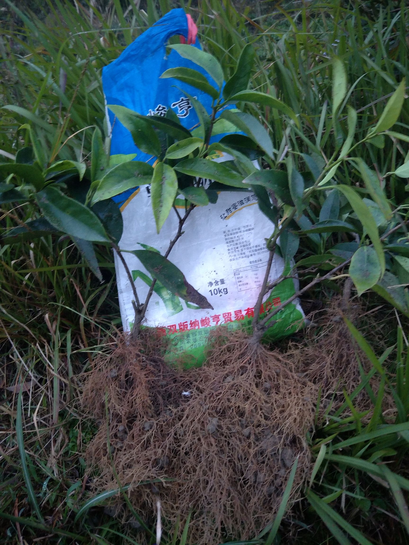 粉红黑老虎苗  布福娜实生二年苗  根系发达  产地现挖现发