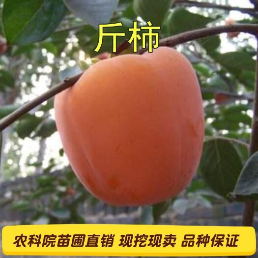 平邑县牛心柿苗 经典牛心柿子苗，产量高好管理南北方皆宜种植