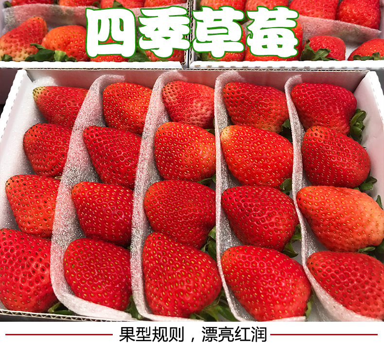  草莓  四季草莓 产地直发 现摘现发 保证新鲜