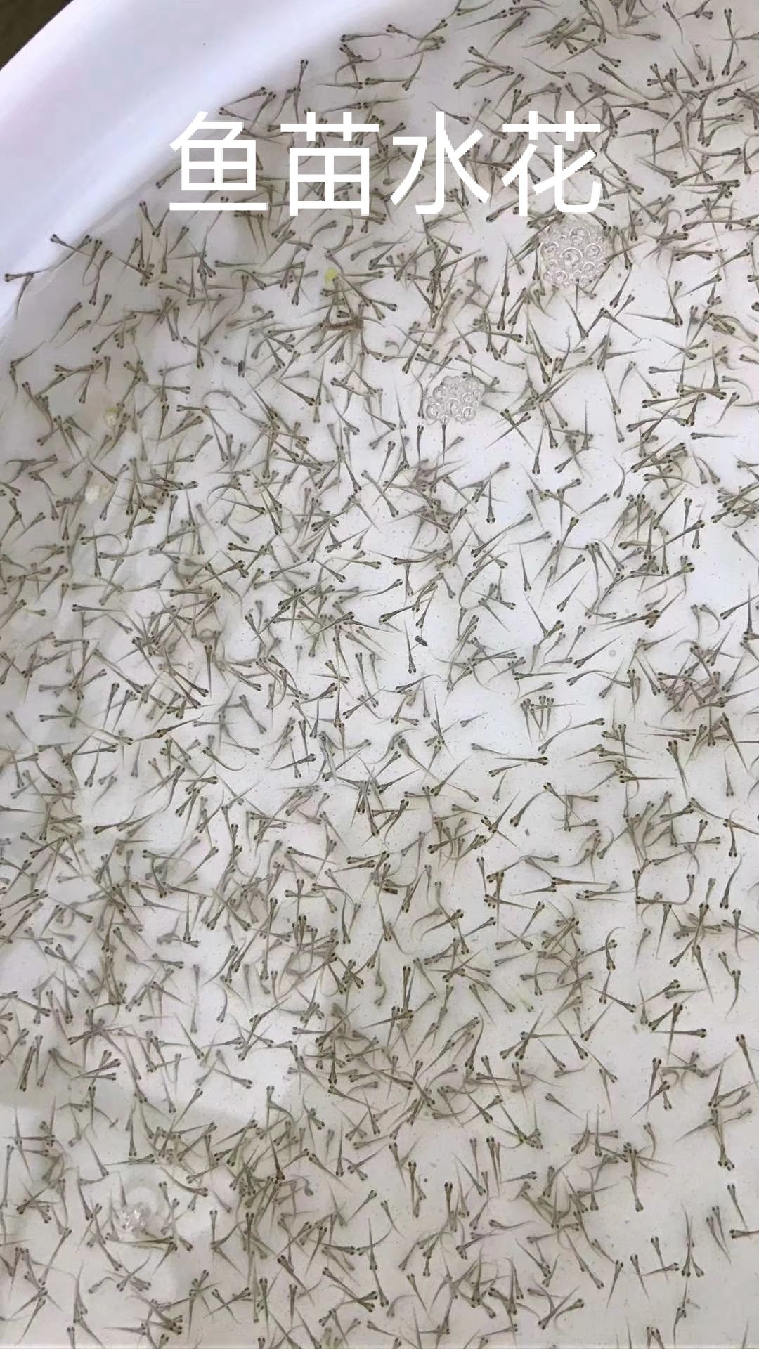 鲮鱼水花 ★基地直供★提供技术指导★成活率高★