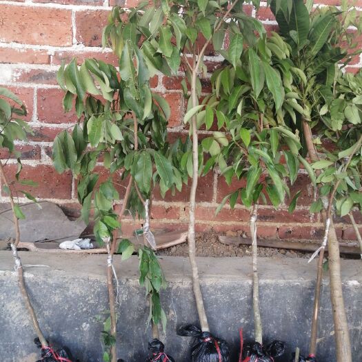 灵山县桂味荔枝苗 桂味荔枝树苗