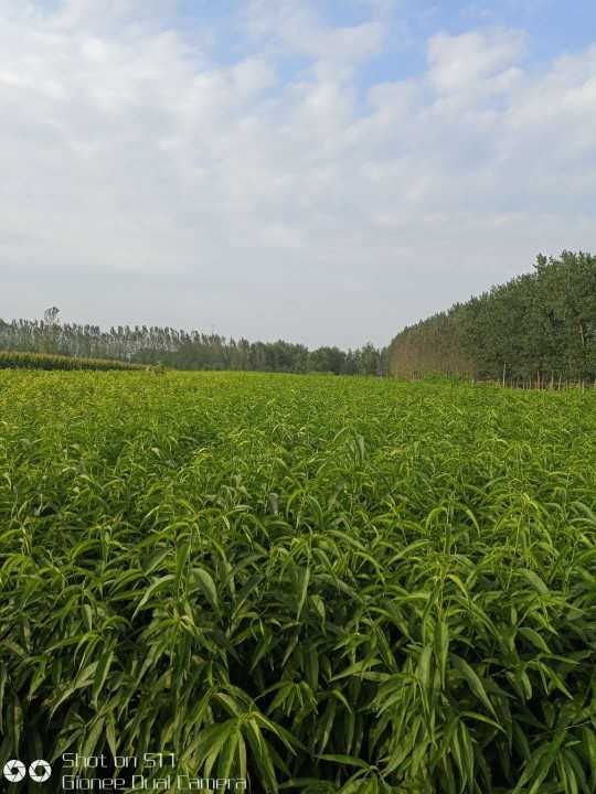 黄金蜜桃树苗  一年生 突围 桃树苗  黄金蜜  水蜜桃