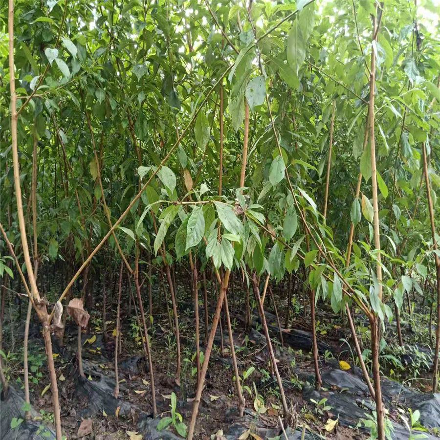 脆红李苗 脆红李