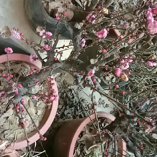 平邑县 红梅  多年生适合南北方种植  庭院  盆景  绿化树