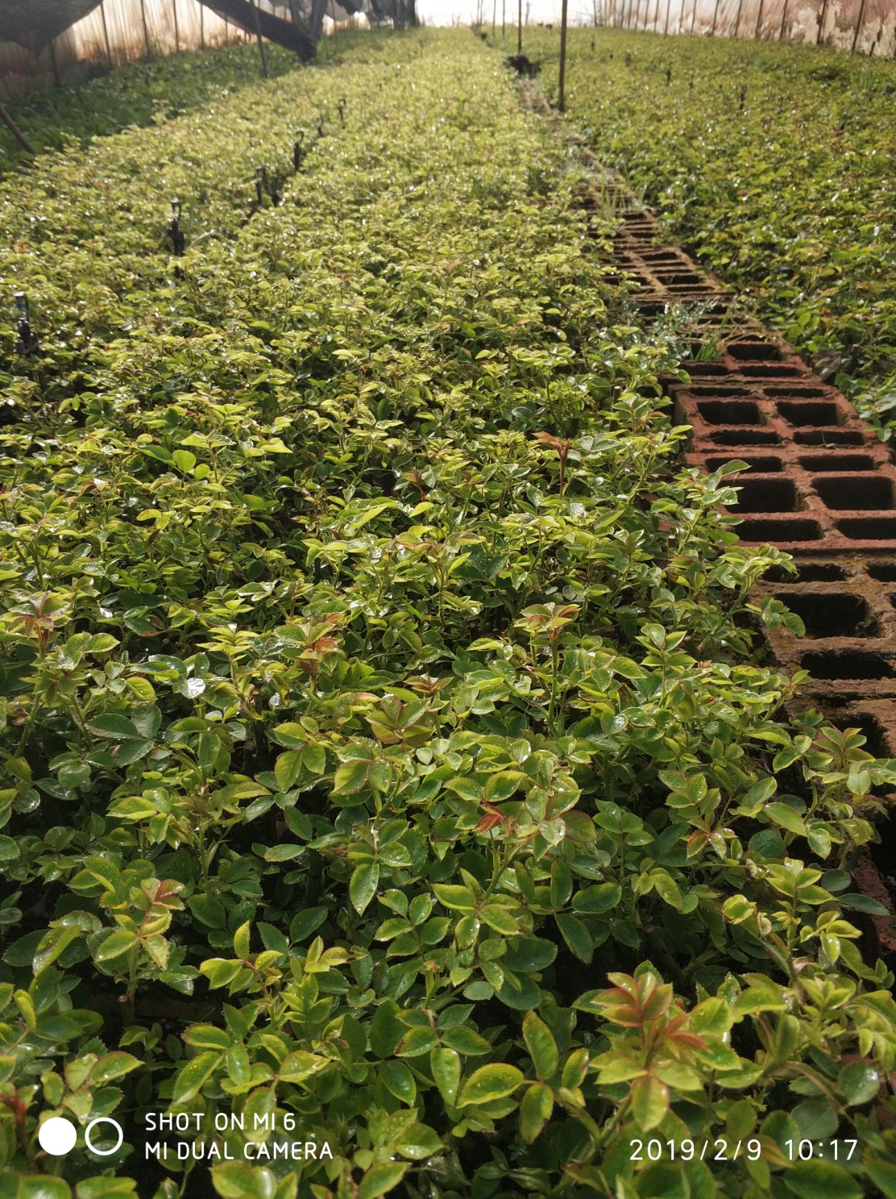  食用玫瑰花苗 滇红 墨红 金边 紫枝 大马士革 法国千叶