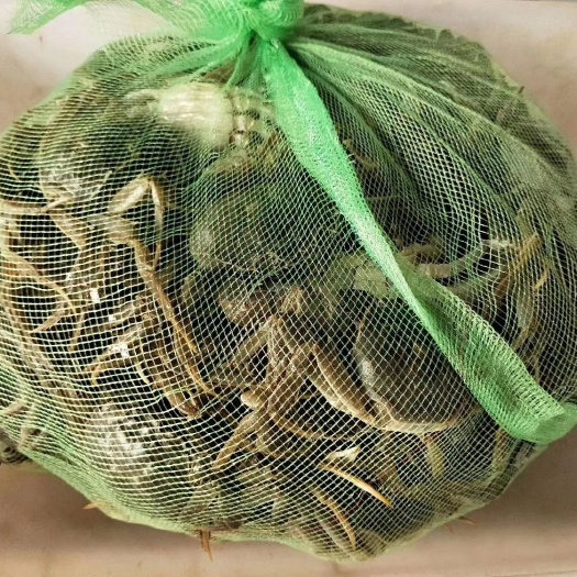 泰州山螃蟹 水质特别好，味道特别优等，品质佳有膏有黄