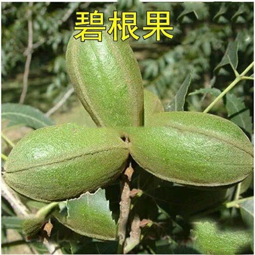 肥城市碧根果苗