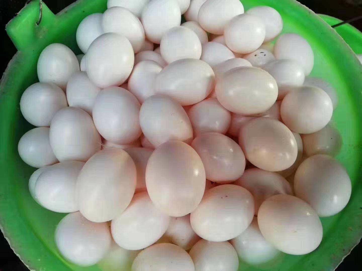  鸽子蛋，批发，零售