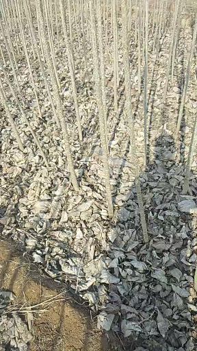 107速生杨 自己的苗圃  大量供应  1－2.8公分都有