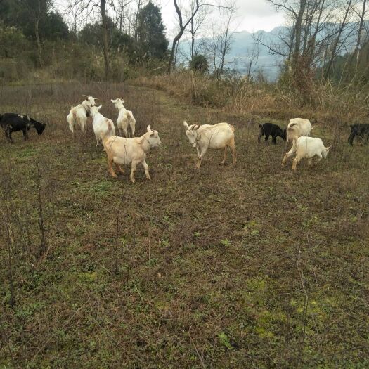 思南县 正宗放散养本地土山羊，小耳，黑山羊，波杂山羊