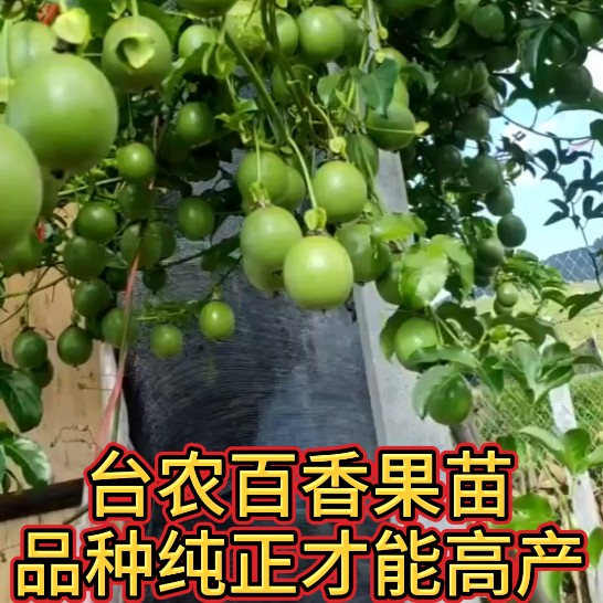 台农嫁接百香果苗