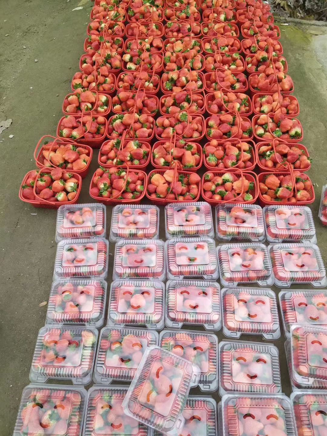  草莓  四季草莓 产地直发 现摘现发 保证新鲜