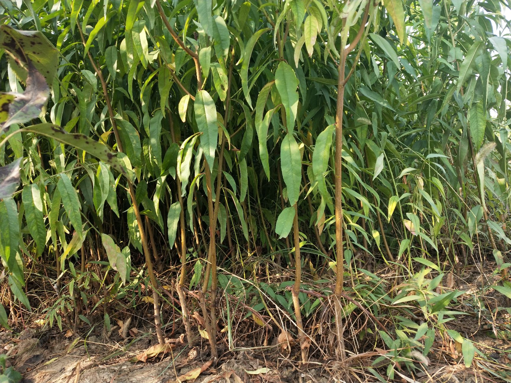 黄金蜜桃树苗  一年生 突围 桃树苗  黄金蜜  水蜜桃