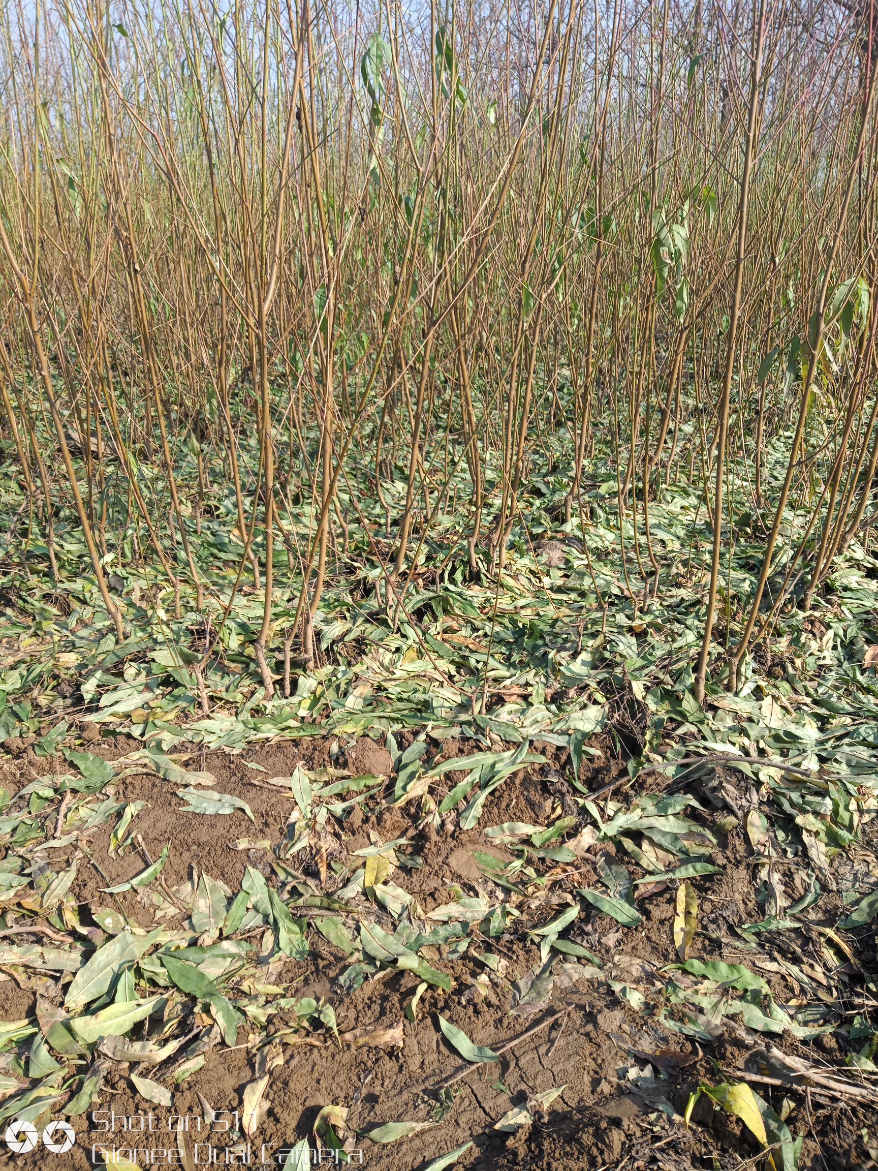 黄金蜜桃树苗  一年生 突围 桃树苗  黄金蜜  水蜜桃