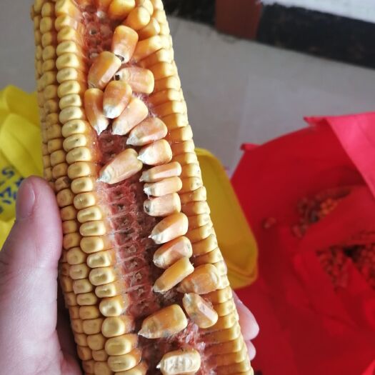 驻马店335红轴玉米种 红轴大棒玉米品种