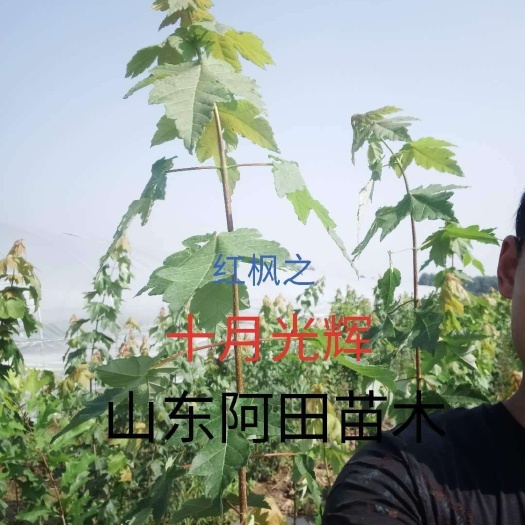 郯城县中国红枫 量大从优