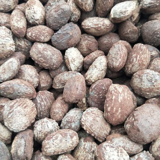 锦屏县桐籽 30吨桐油籽出售
