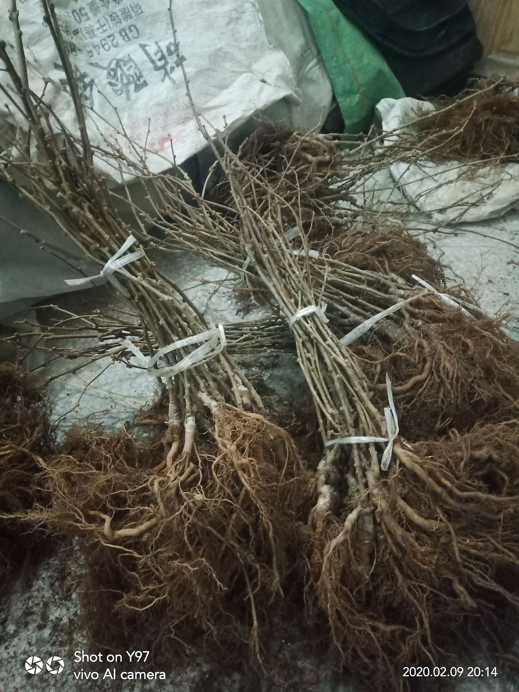 G3阳光金果猕猴桃苗 黄心金桃猕猴桃嫁接苗