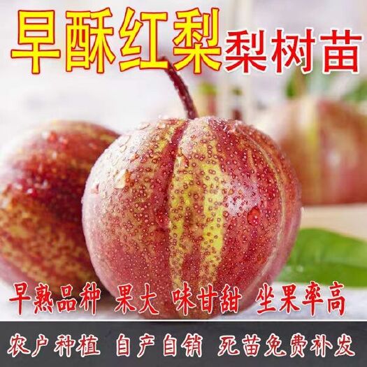 平邑县 早酥红梨树苗，早熟品种，果大，基地直销，农户自种