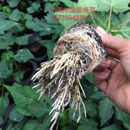 江门木瓜苗  大青木瓜组培苗，陆河大青木瓜组培苗