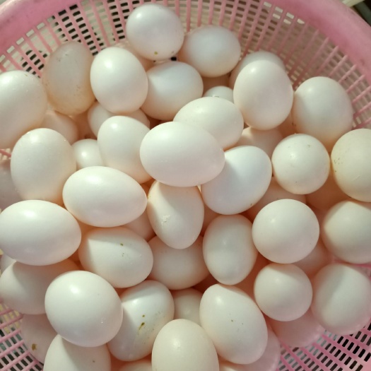如东县 鲜新鸽子蛋