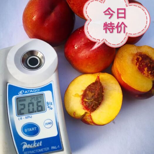 沂南县枣油桃树苗  珍珠枣油桃苗 黄肉 糖度15以上