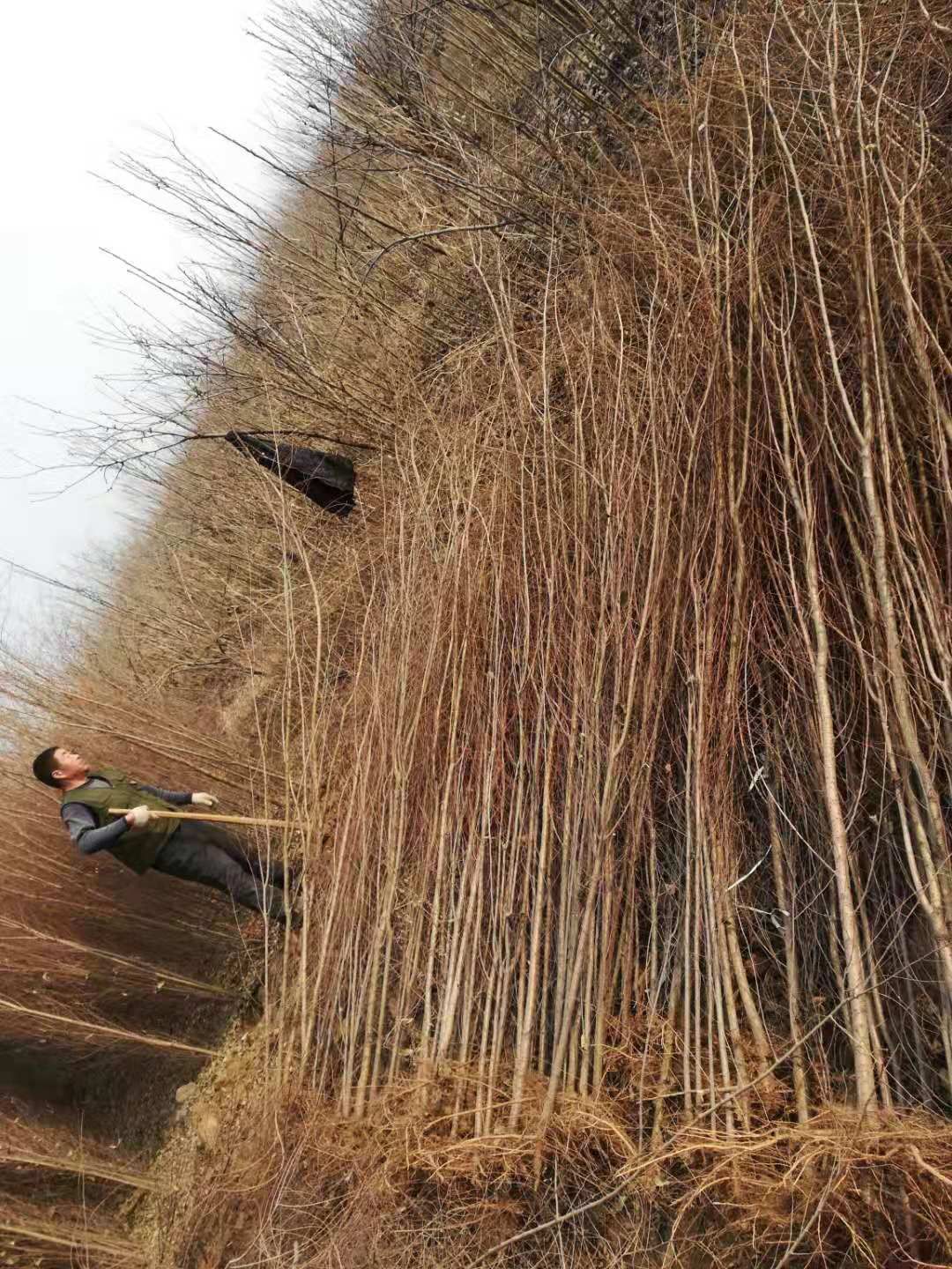 速生白榆  白榆   高度3米