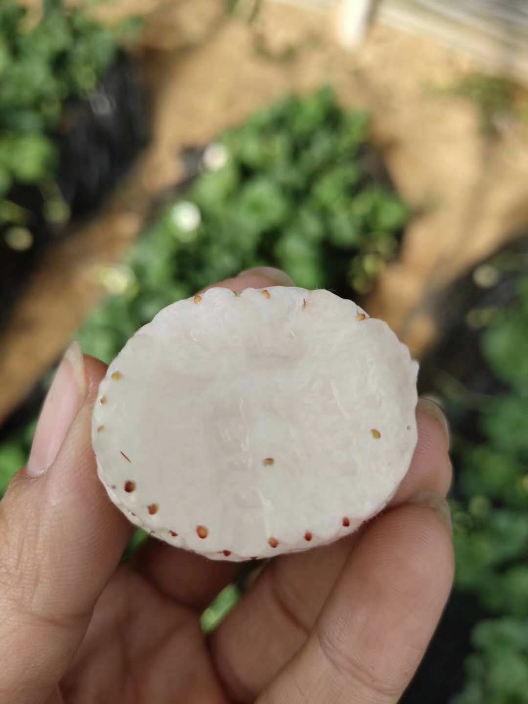  淡雪草莓2斤顺丰包邮送礼超有面支持一件代发现货物流正常