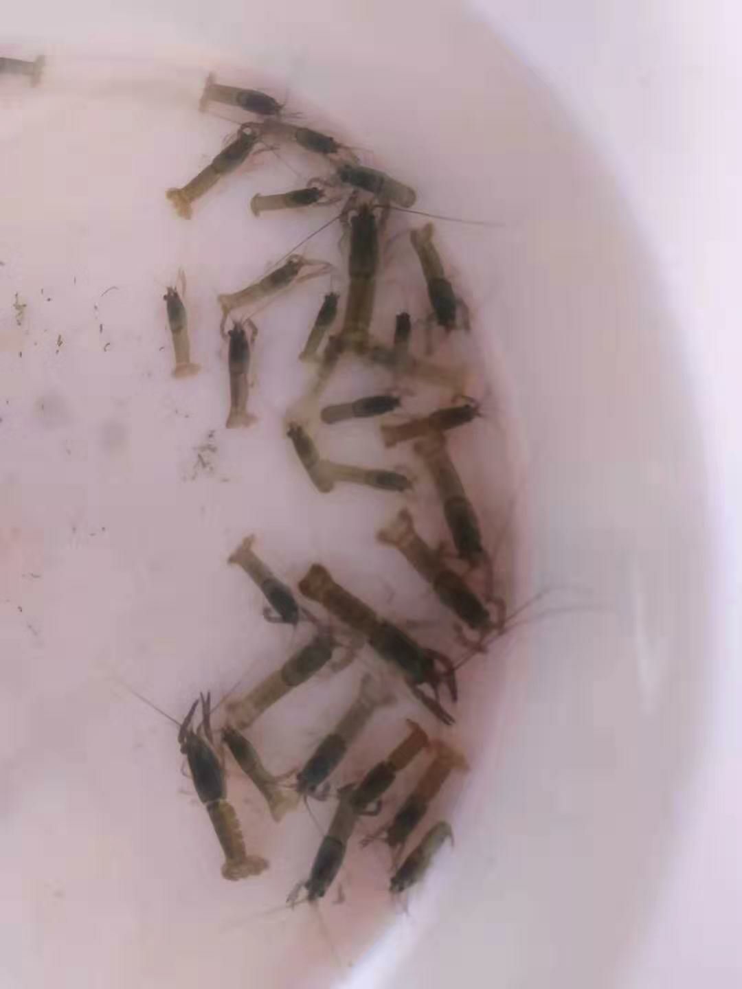  澳洲龙虾苗
