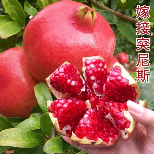 平邑县突尼斯软籽石榴树苗 石榴树突尼斯软籽石榴苗庭院盆栽地栽北方南方种植当年结果苗抗冻
