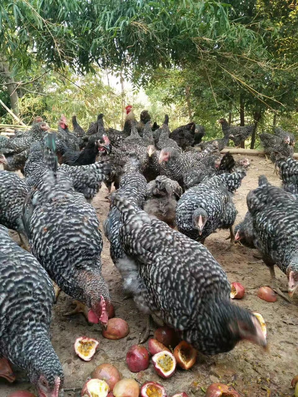  鸡，桂柳鸭苗，桂柳大肉鸭，