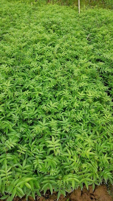简阳市青花椒苗