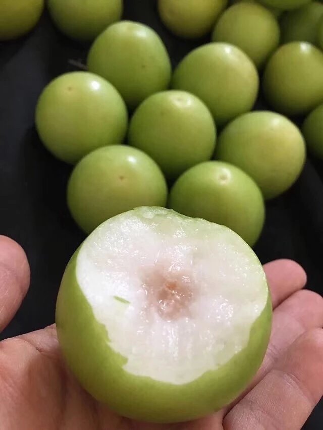 青枣 牛奶枣