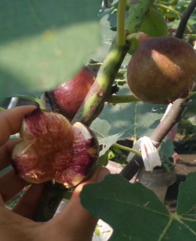 波姬紅無花果苗 波姬紅無花果    適應(yīng)南北方栽種   成活率高   盆栽地